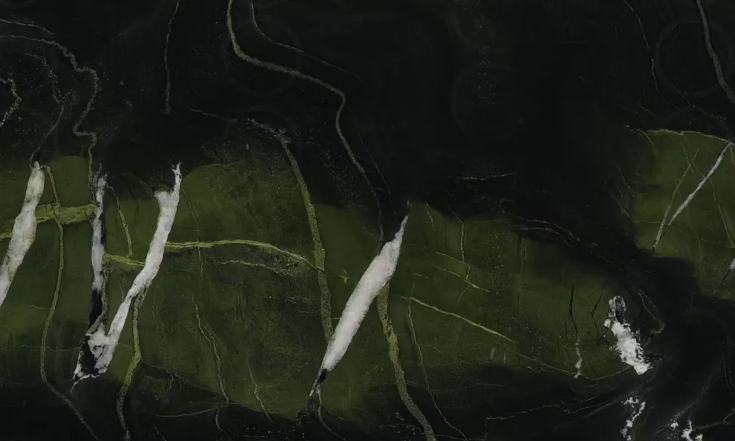 Avocatus — plātne